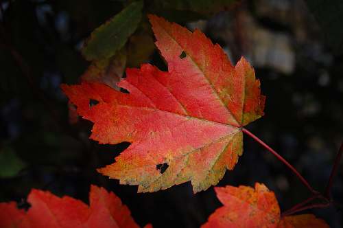 leaf micro photography of mappe leaf nature